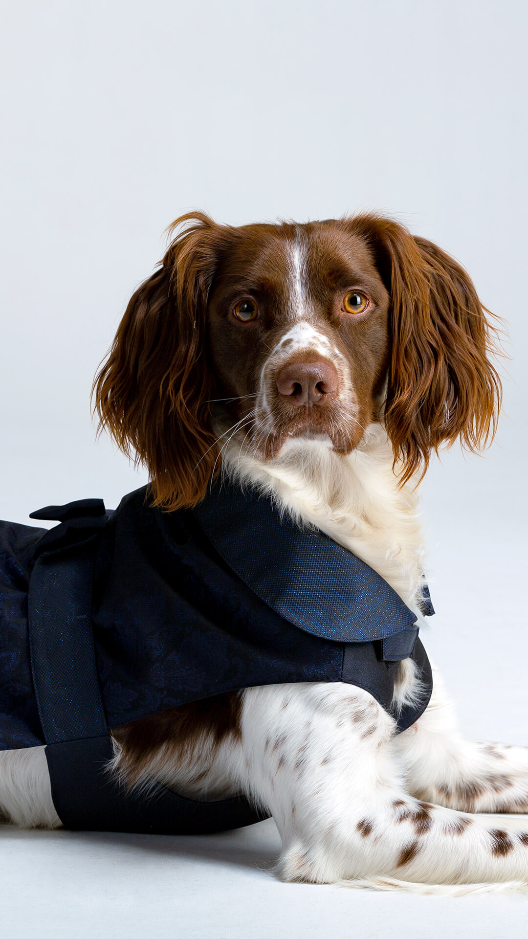 Versali pets - abbigliamento cerimonia per cani e animali domestici 2023_4