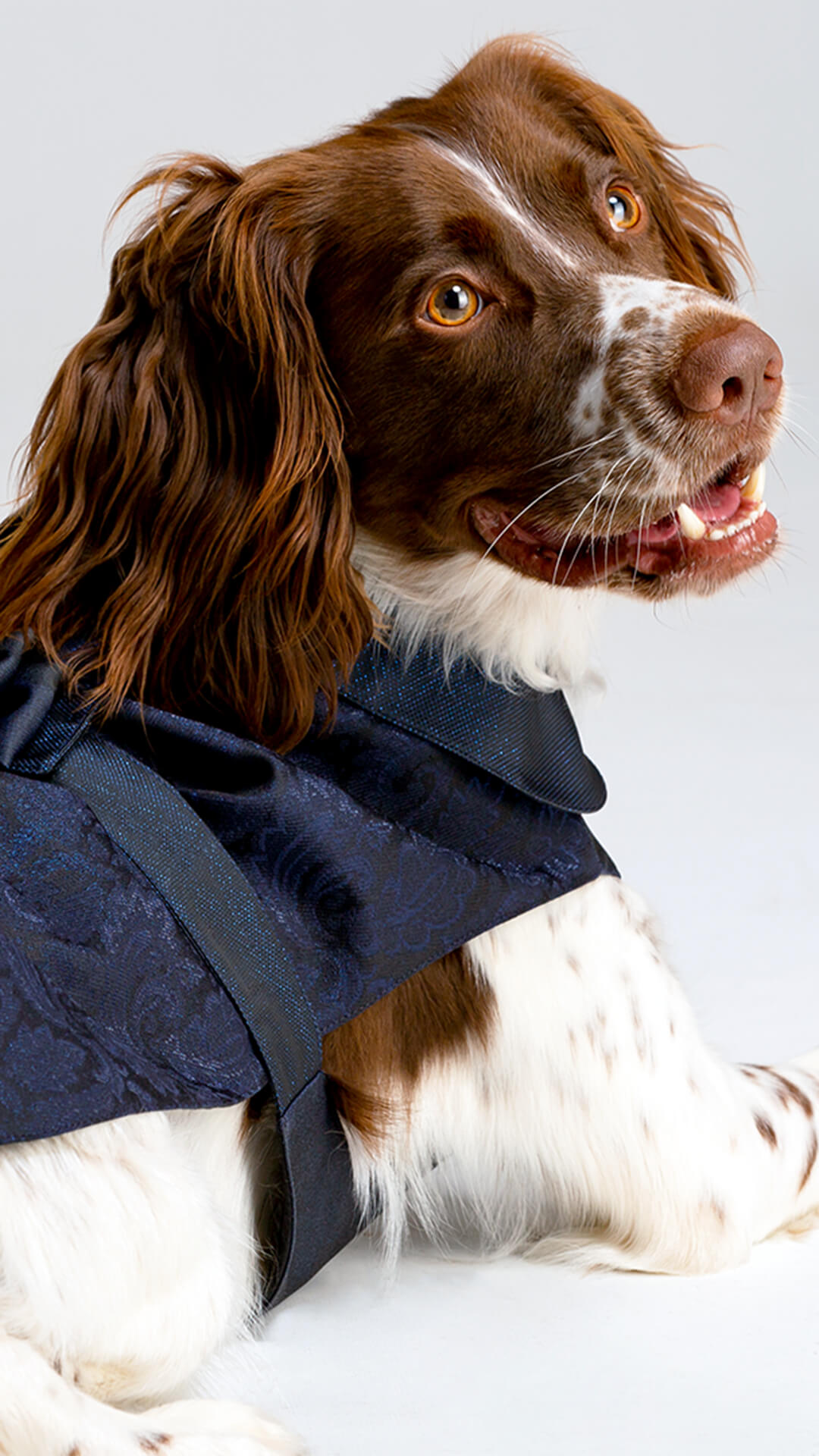 Versali pets - abbigliamento cerimonia per cani e animali domestici 2023_4